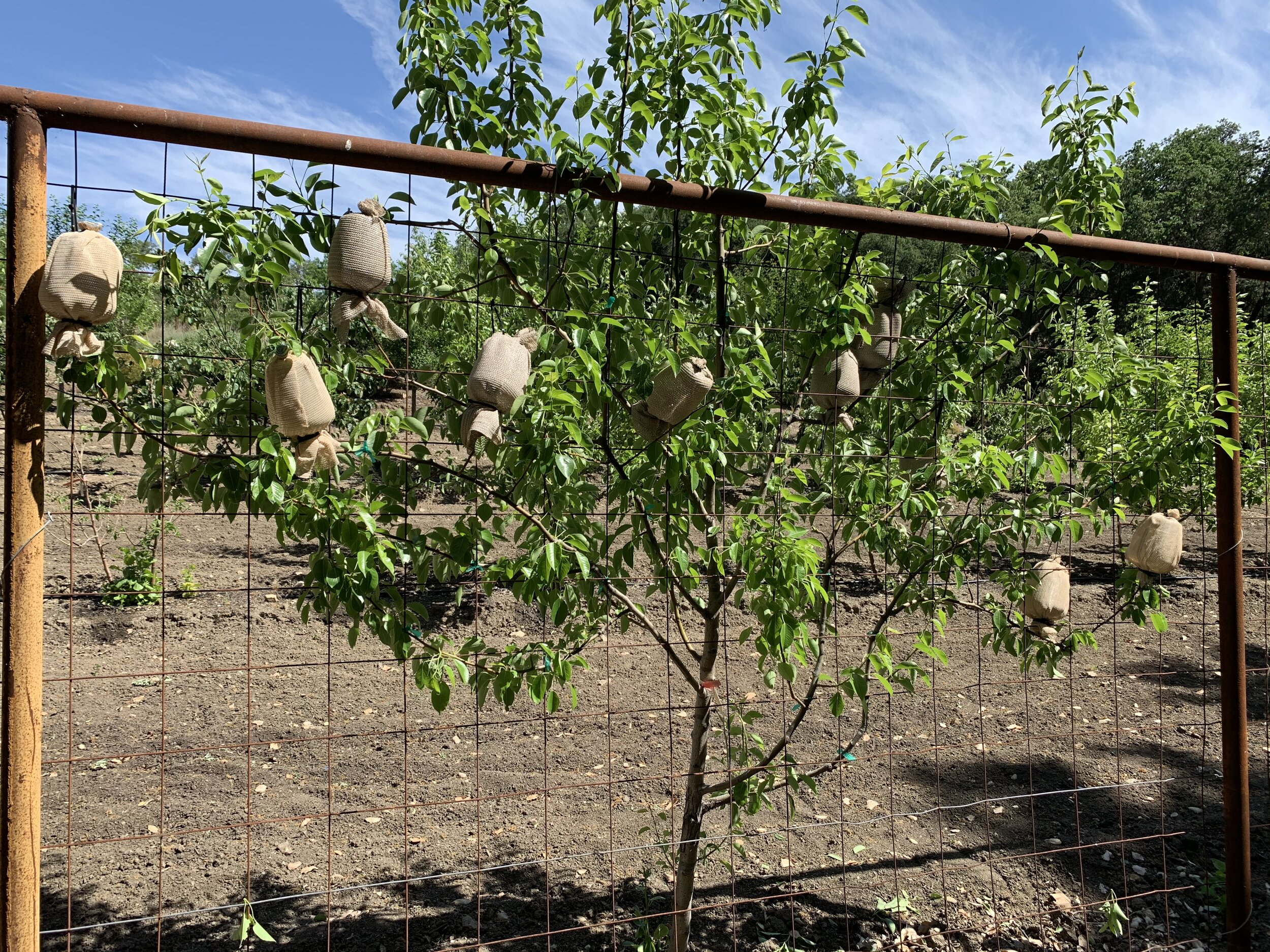 bottle on tree 2.jpg