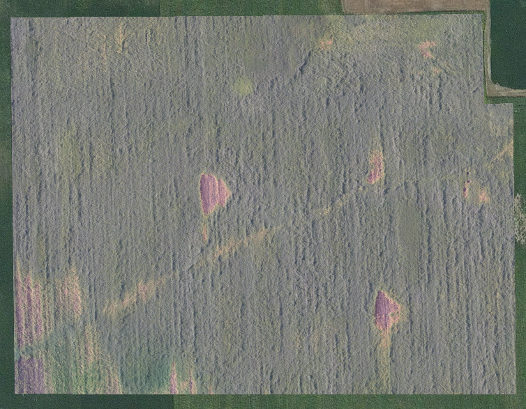Soybean field, early September 2016