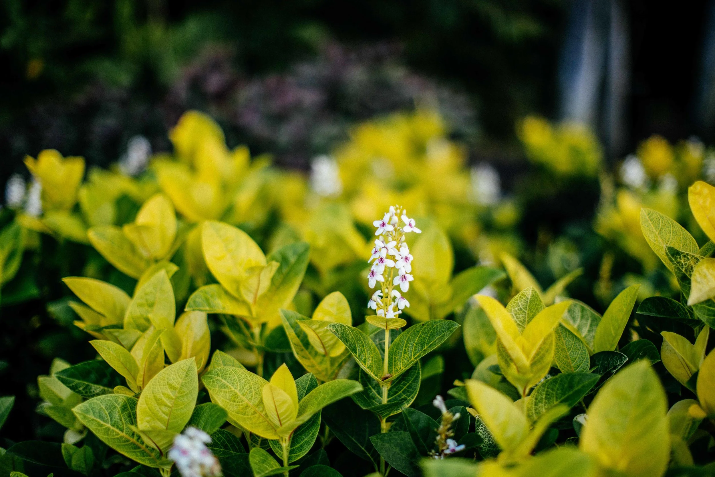 monson_hawaii_1-19.jpg