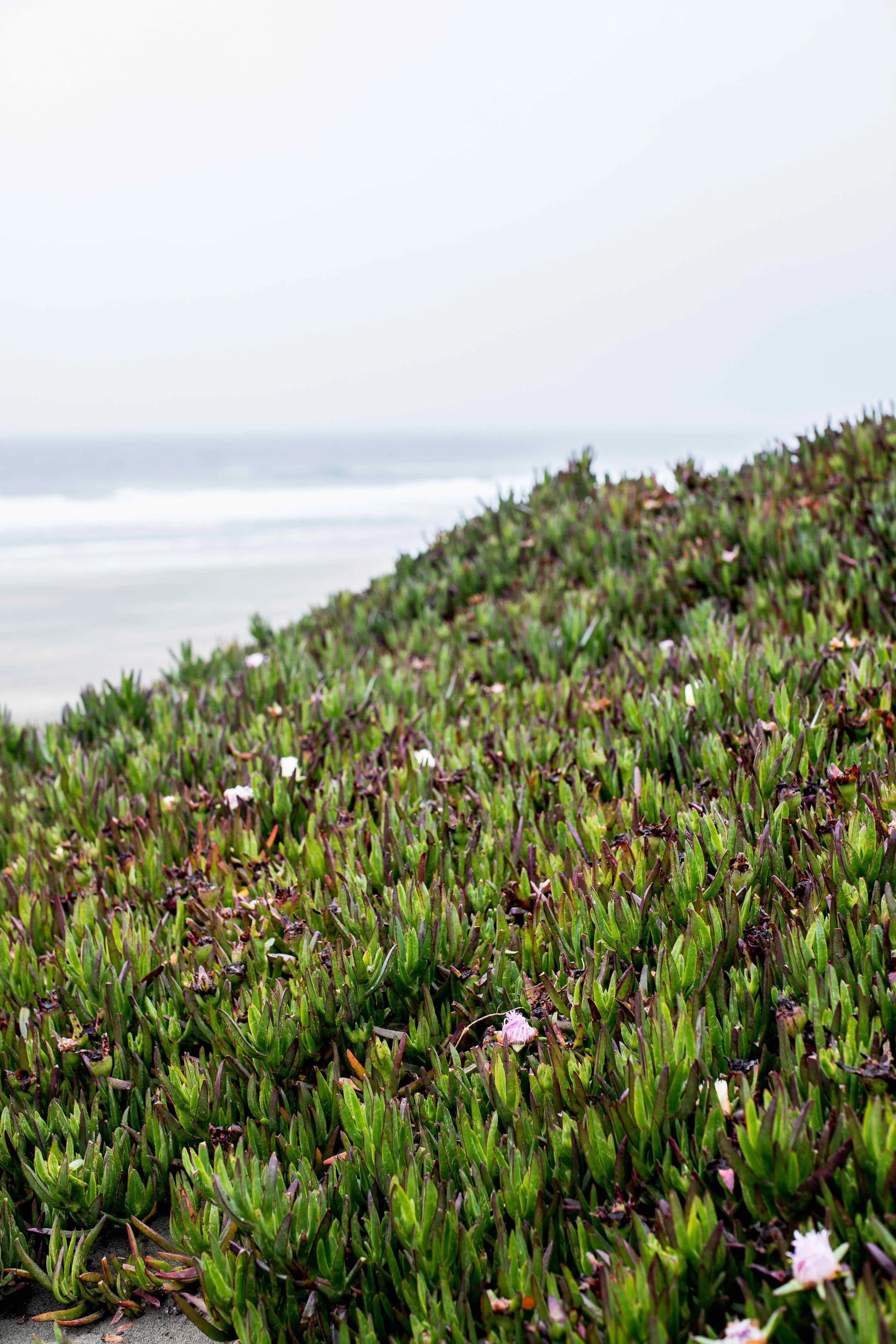 monson_san_fran-18.jpg