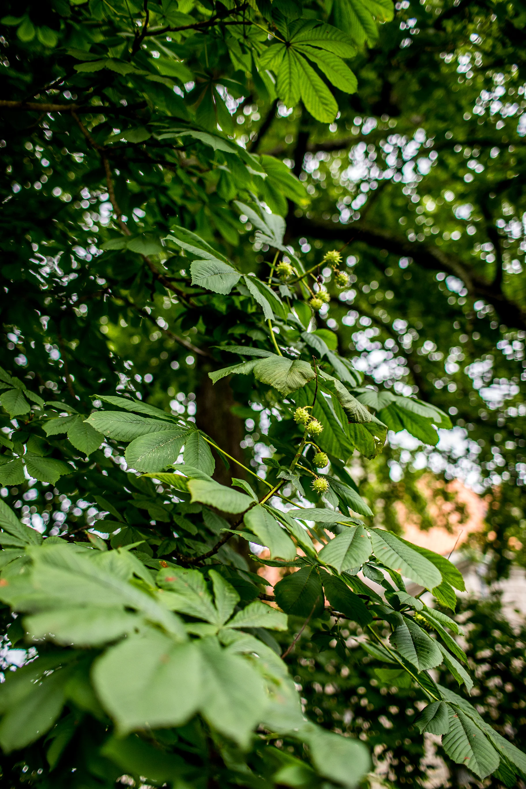 monson_summer_2019_rhodeisland-5.jpg