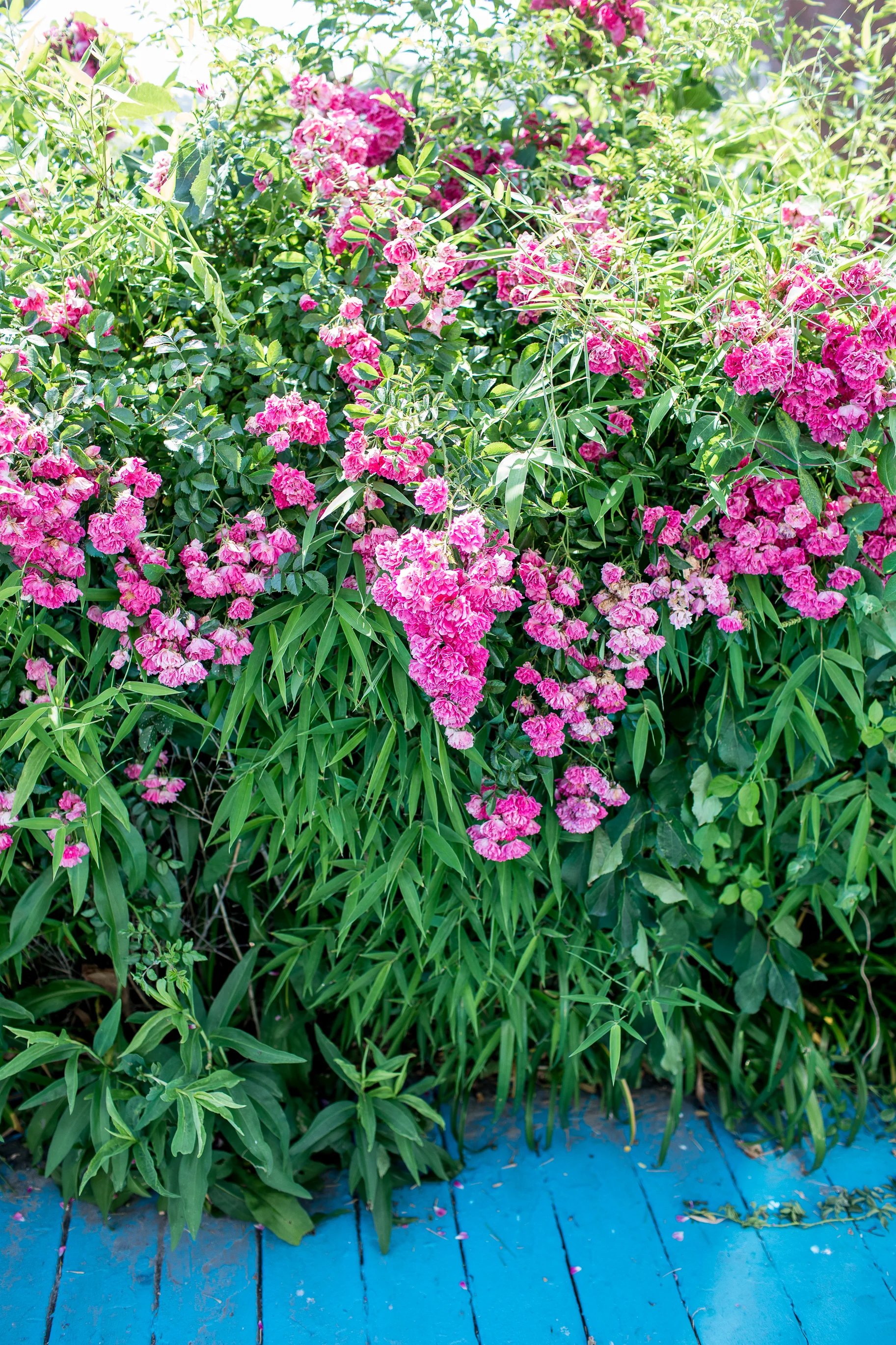 monson_summer_2019_rhodeisland-36.jpg