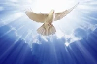 DoveDescending475315.jpg