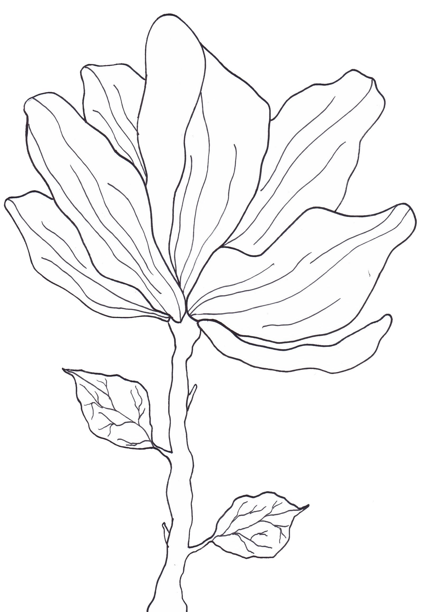 Flower 1 copy.png