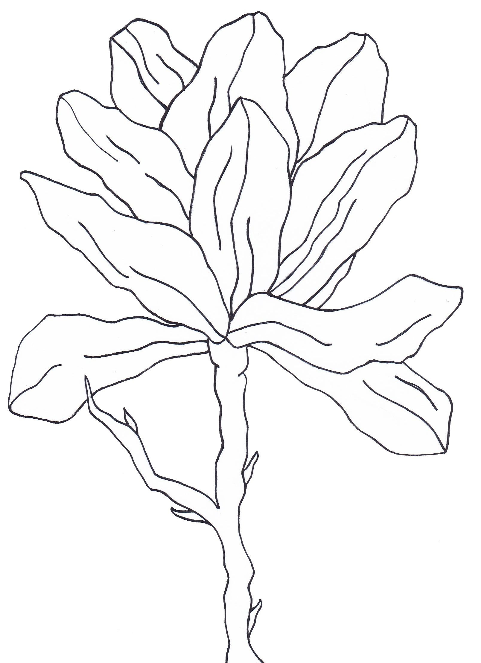 Flower 2 copy.png
