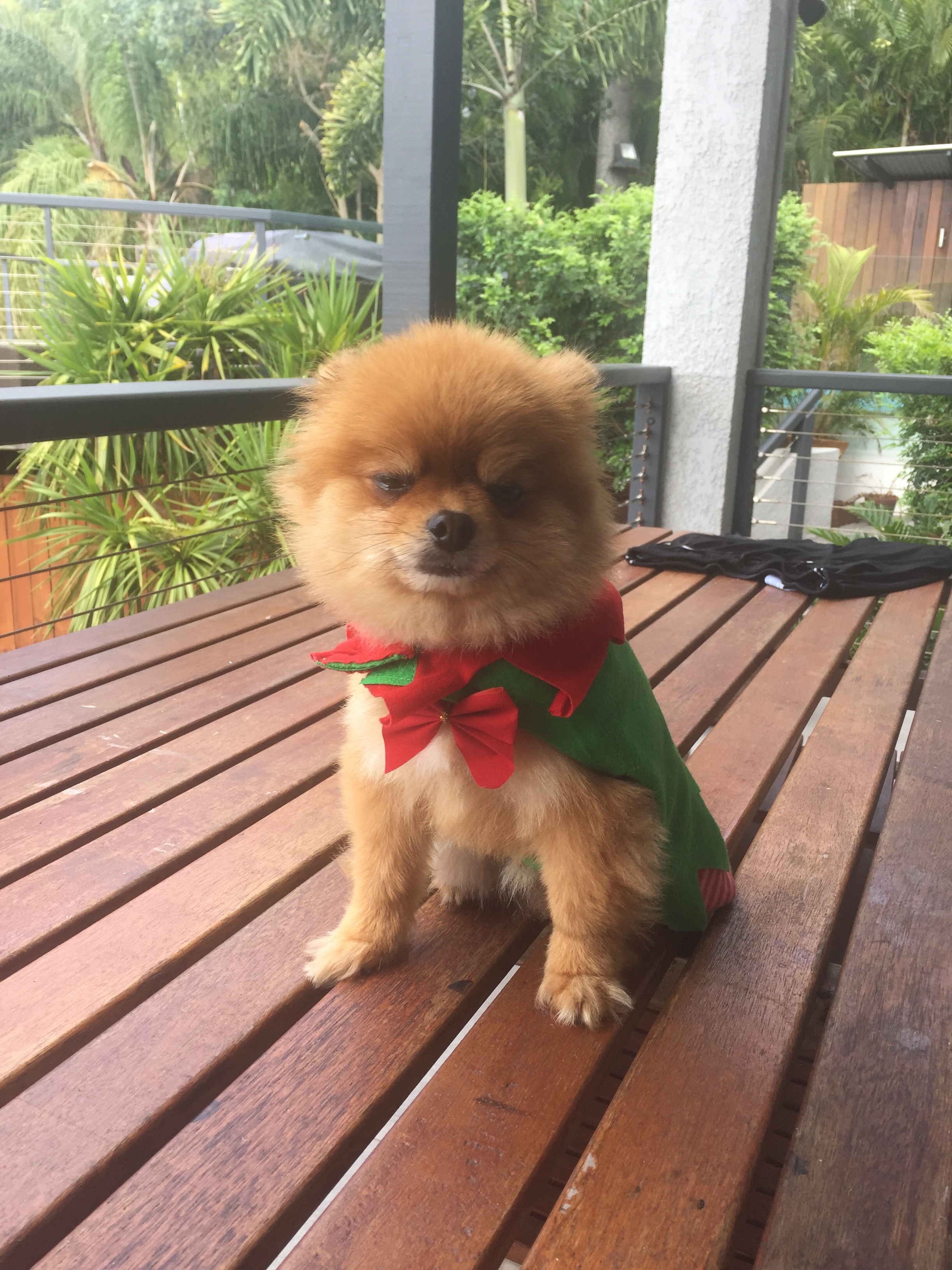 Teddy the grumpy Christmas elf. 