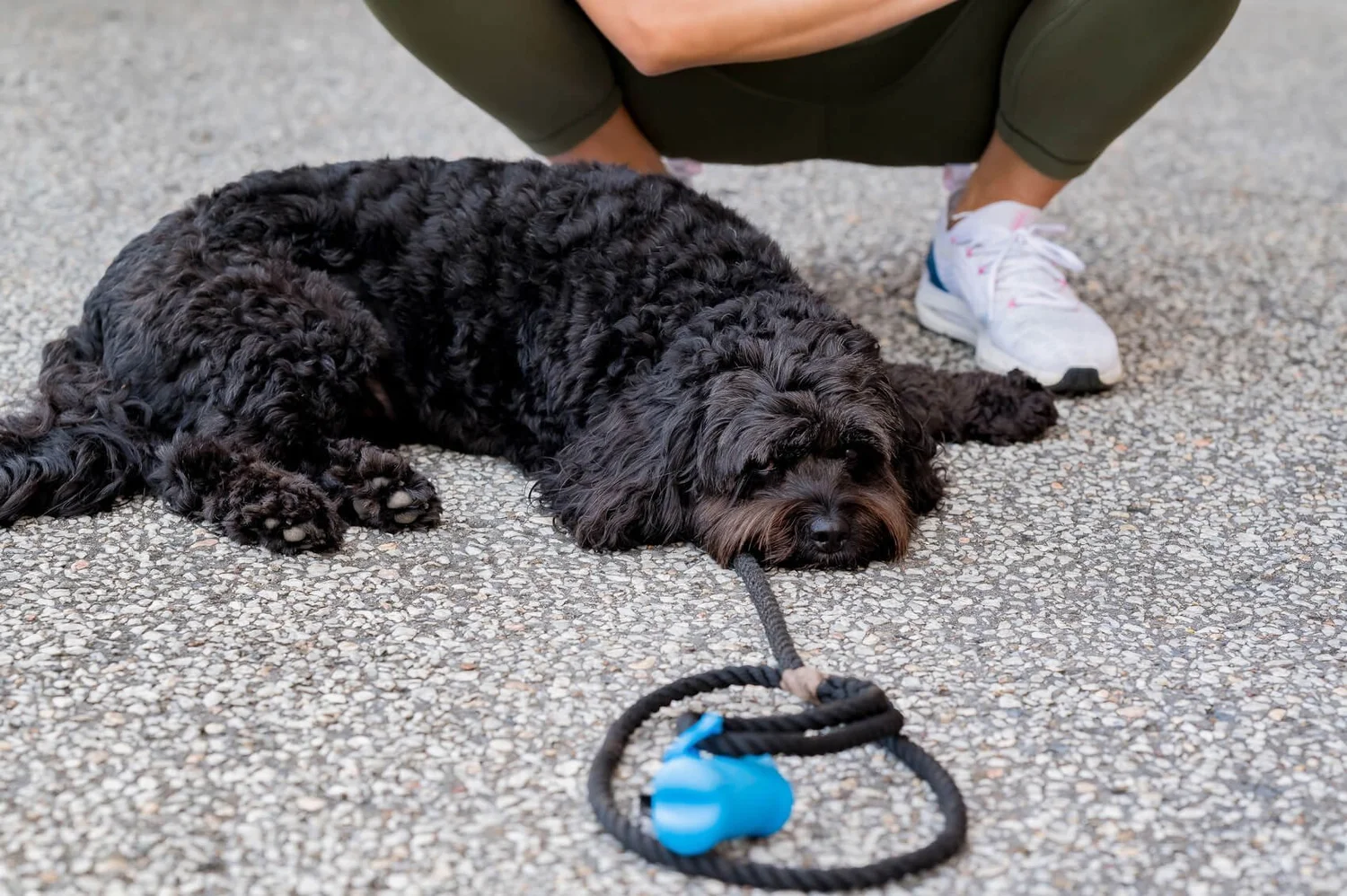 Looking for a furry pet family to care for? Here's our process. — Mini