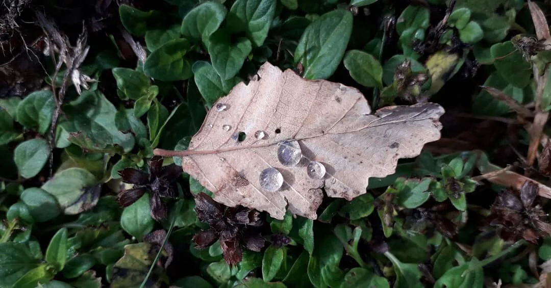 Y llegaron las primeras lluvias un poco mas fr&iacute;as a la zona, los Hualles (o Gualles?) ya est&aacute;n botando sus hojas y anunciando que queda poco para el Invierno. En Estudio Huepil queremos potenciar el trabajo a distancia, pero sabemos que