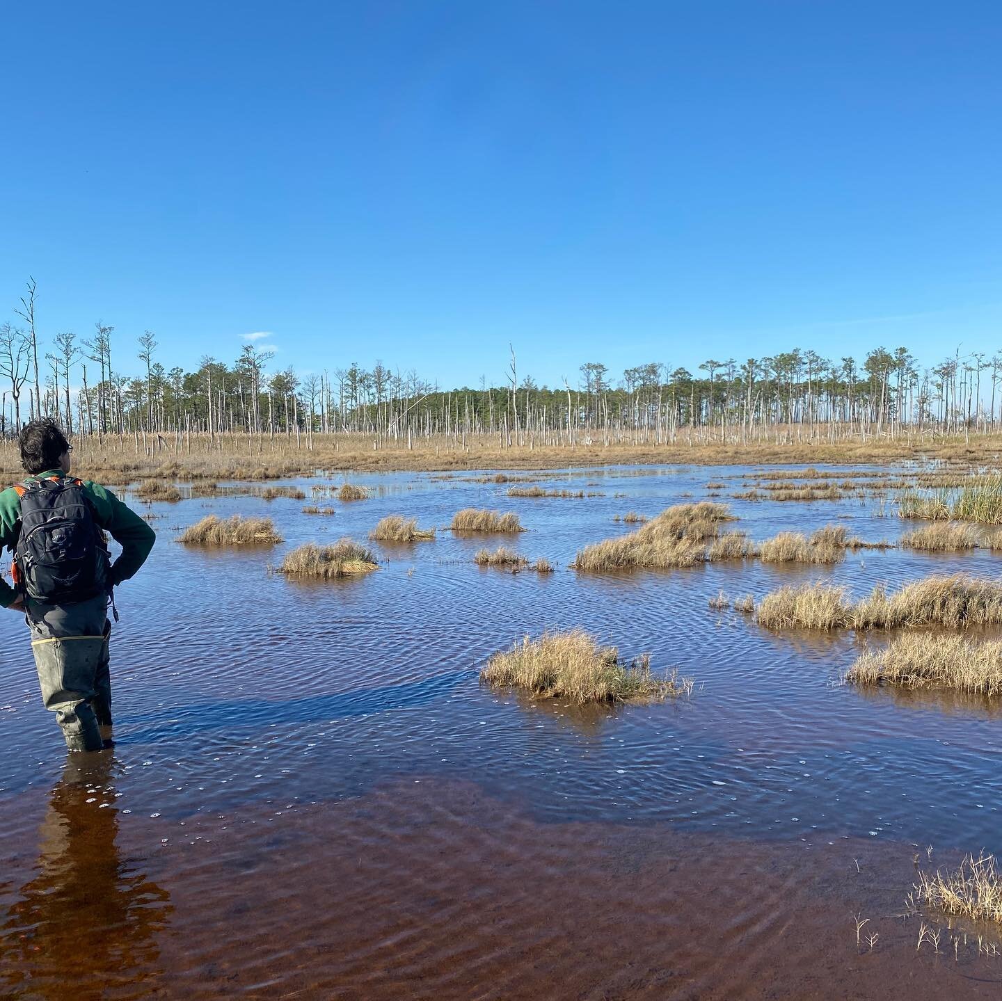 Ponds taking over Chesapeake Bay marshes, photos by @wetlandrich  #thisisclimatechange #audubon
