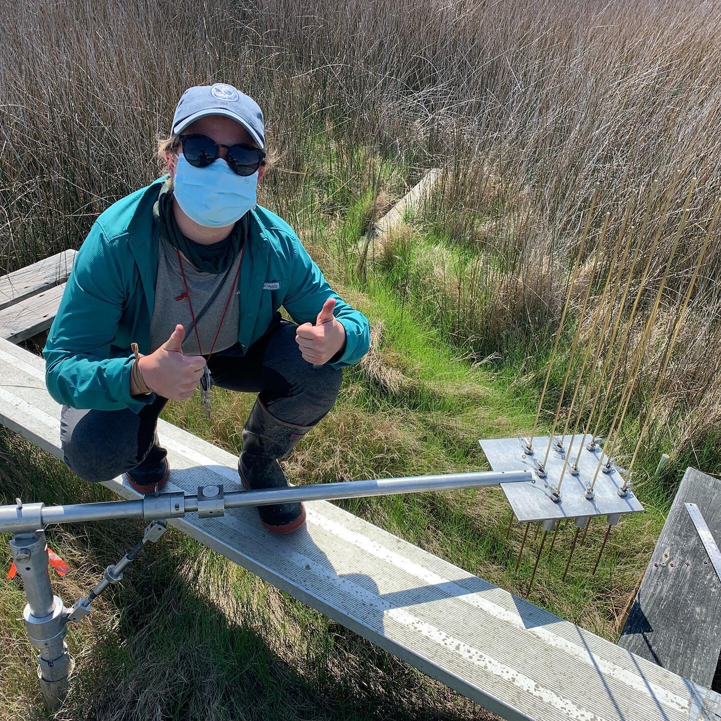 Great day to be in the marsh on the Eastern Shore #vcrlter Taking annual measurements of the marsh surface to track marsh accretion.