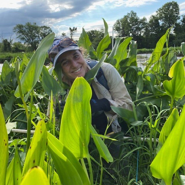 Beaut of a day for field work in the Anacostia River restored fresh tidal wetlands. #urbanwetlands #nationalparkservice