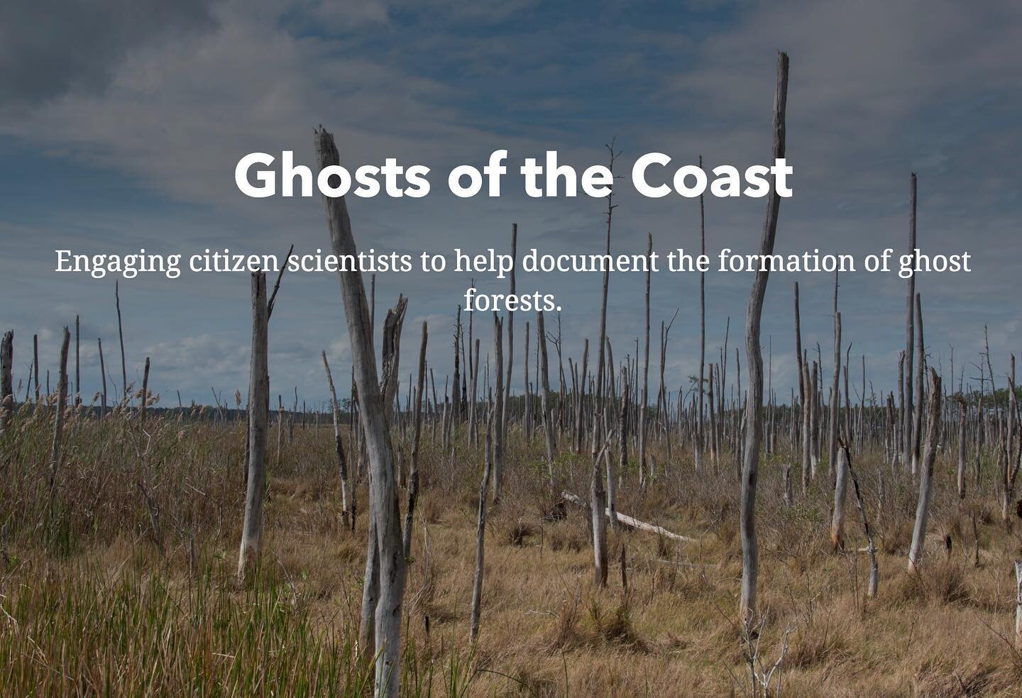 Help us document ghost forests! 

The submergence of low lying coastal land due to sea level rise results in the formation of ghost forests, one of the most striking indicators of climate change. We are engaging citizen scientists to help document th