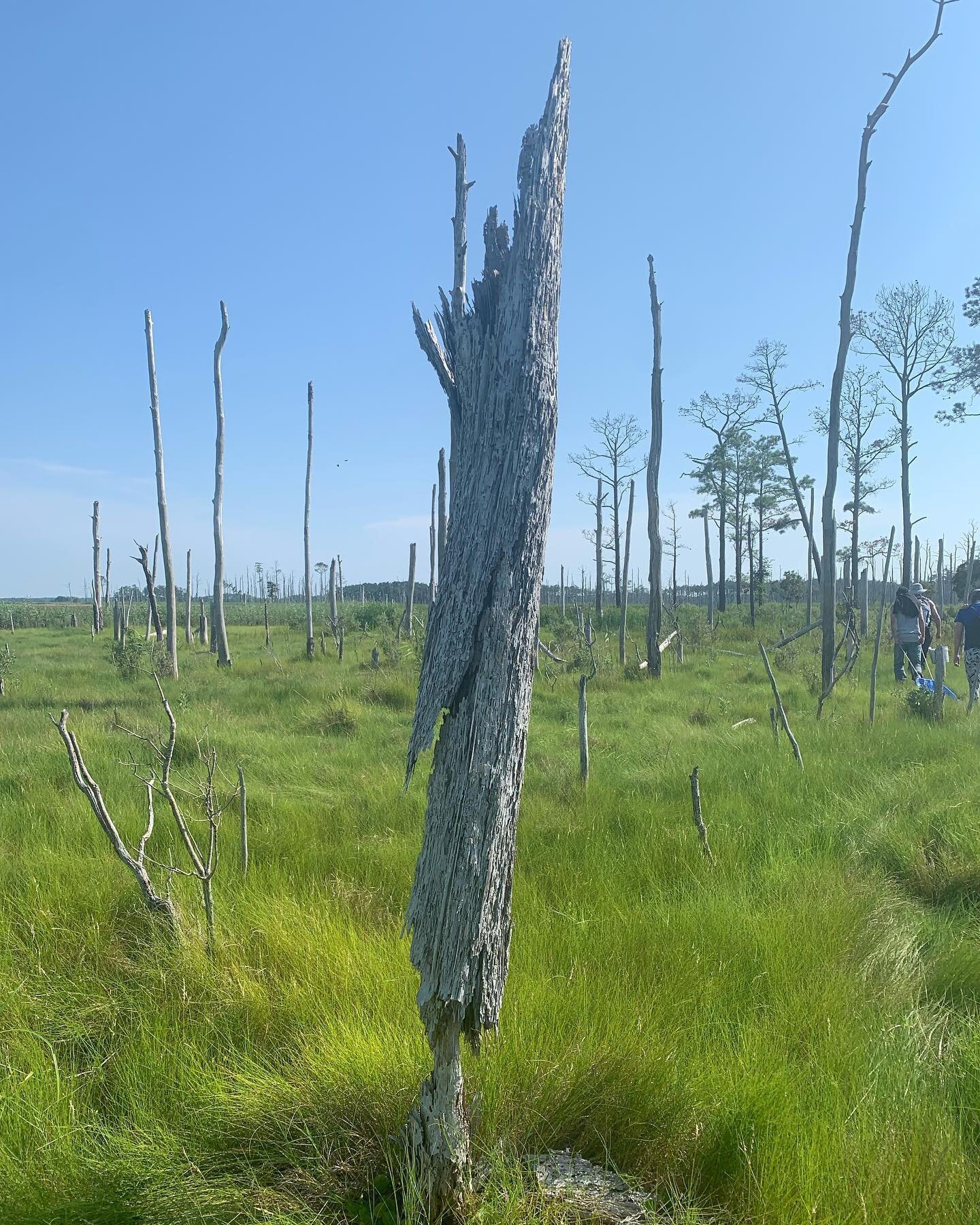 Balancing act #farmcreekmarsh