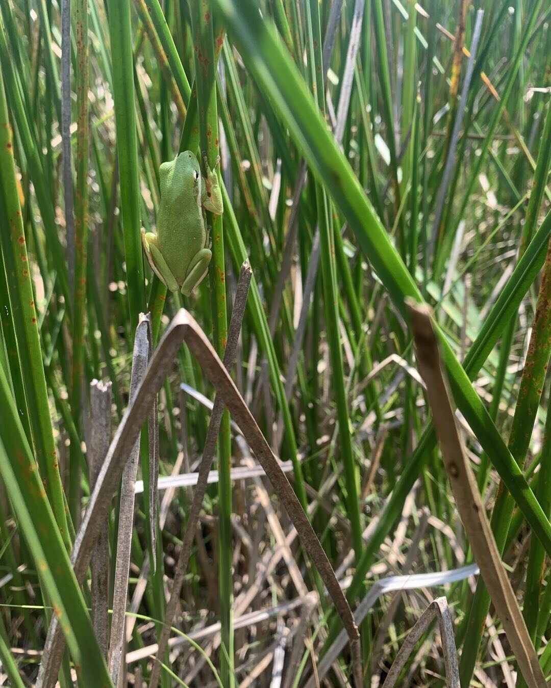 Green tree frog hiding among the three-square rushes at #farmcreekmarsh #chesapeakeaudubon