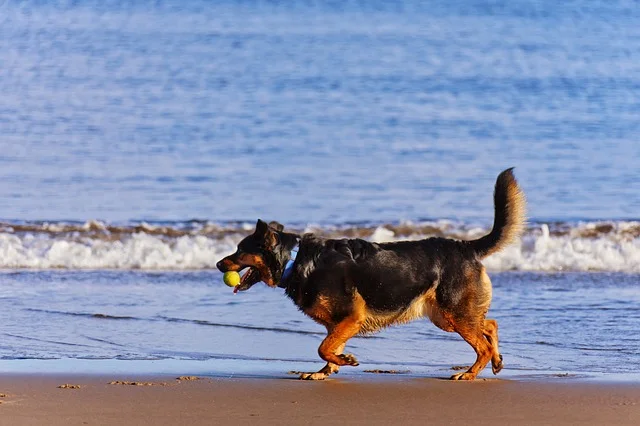 dogs-708354_640.jpg