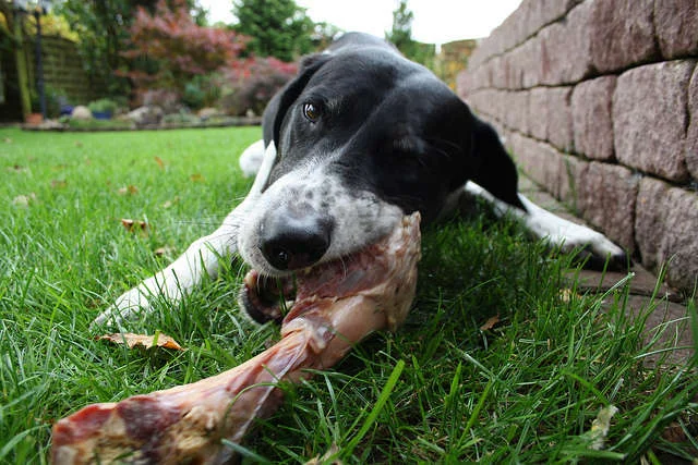 Dog_Eating_Raw_Bone.jpg