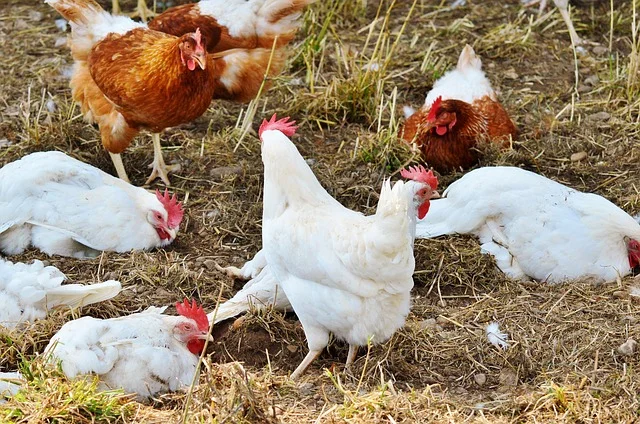chicken-2712938_640.jpg