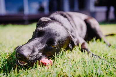 dog-with-bone.jpg