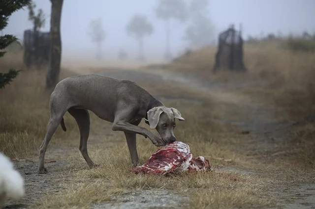 dog-537074_640.jpg