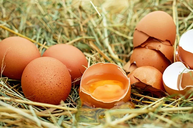 egg-1510449_640.jpg