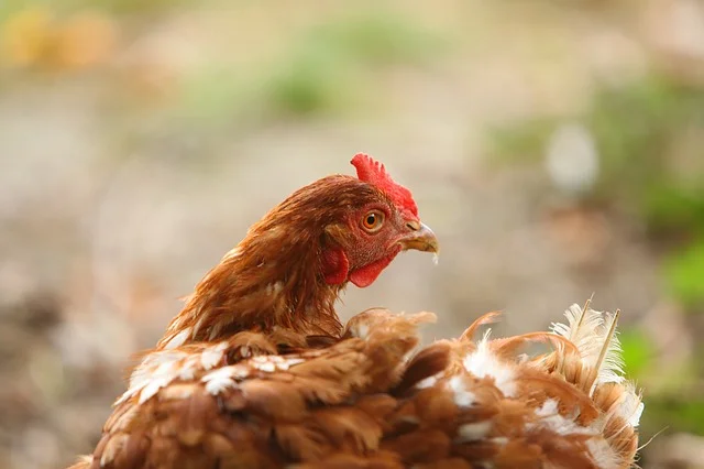 laying-hens-1716422_640.jpg
