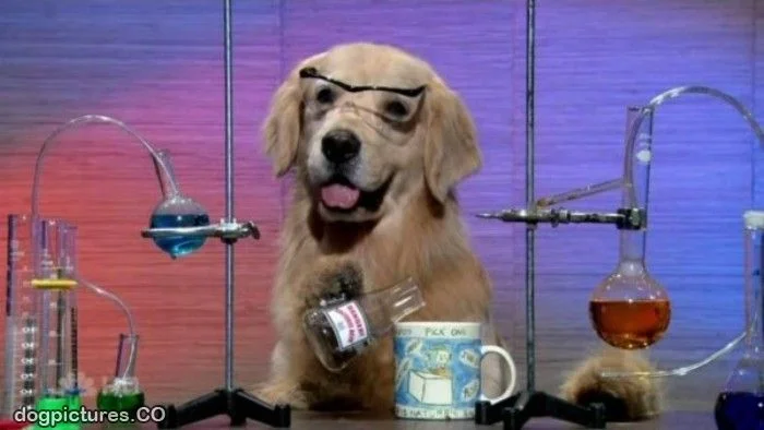 Lab_Dog.jpg
