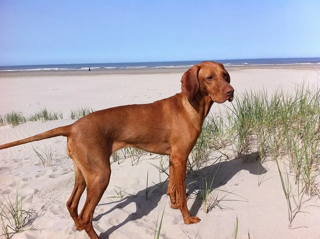 vizsla-2111757_640.jpg