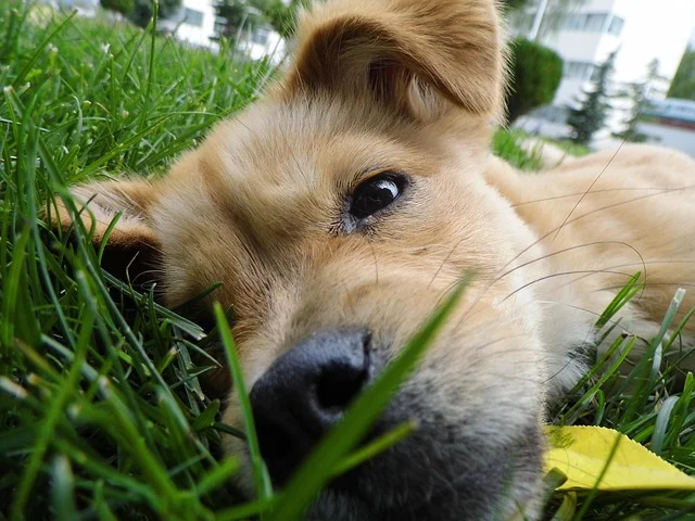 Stop-Dog-Urine-From-Killing-Grass.jpg