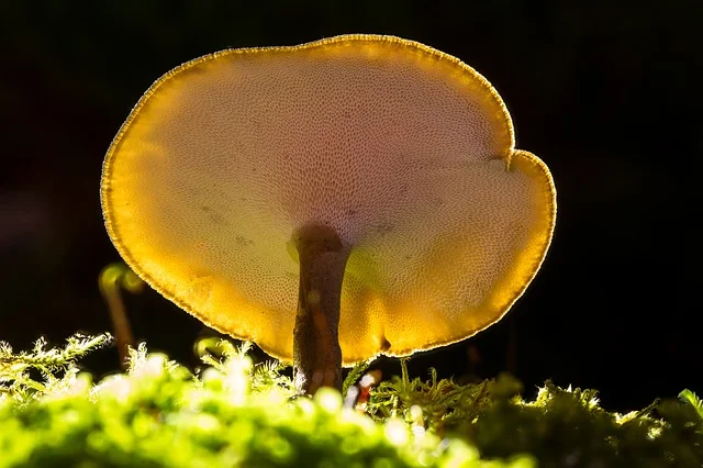 mushroom-2949538_640.jpg