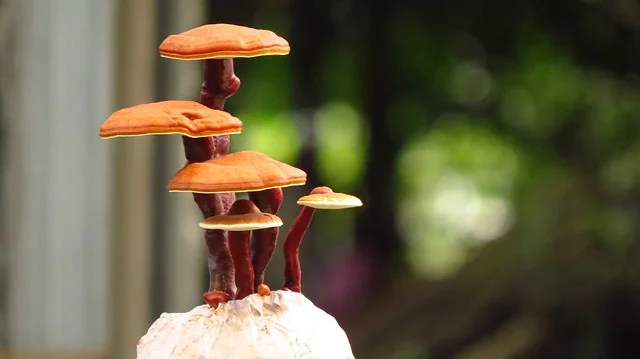 ganoderma-lucidum-bonsai-2641558_640.jpg