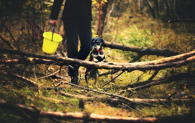 dog-2884068_640.jpg