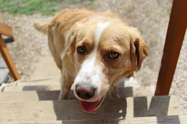 dog-3266328_640.jpg