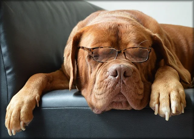 dog with glasses.jpg