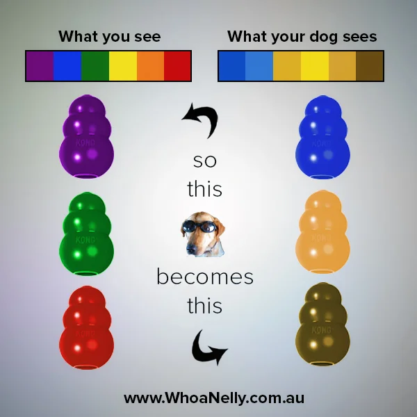 dogs can see color