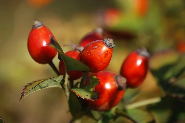 rosehips-285436_640.jpg