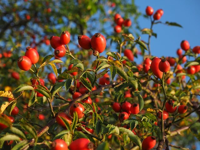 rose-hip-693899_640.jpg