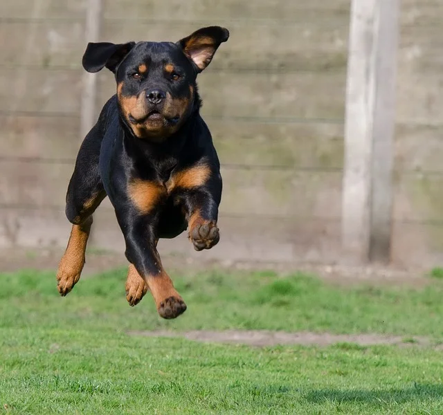 rottweiler-750550_640.jpg