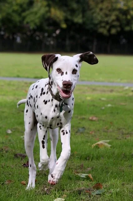 dog-220462_640.jpg
