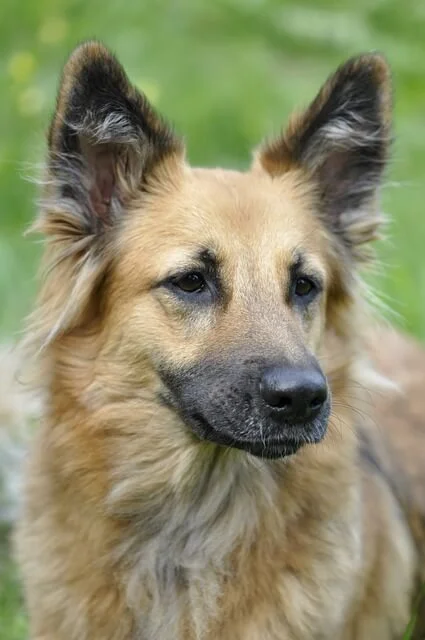 dog-55206_640.jpg