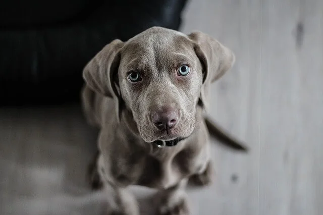 weimaraner-1381186_640.jpg