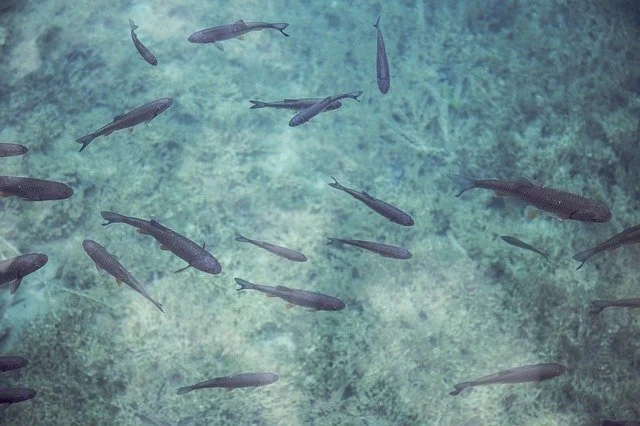 fish-690227_640.jpg