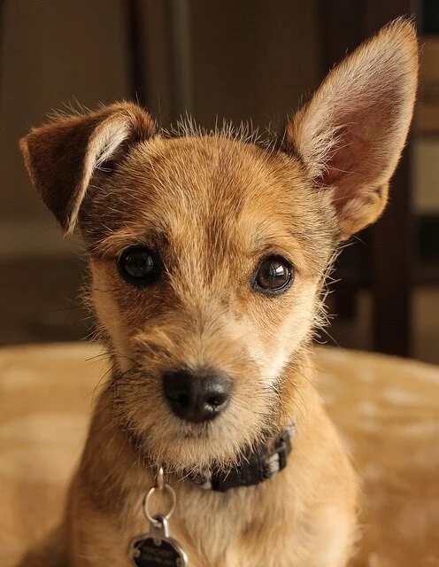 cute-3305626_640.jpg