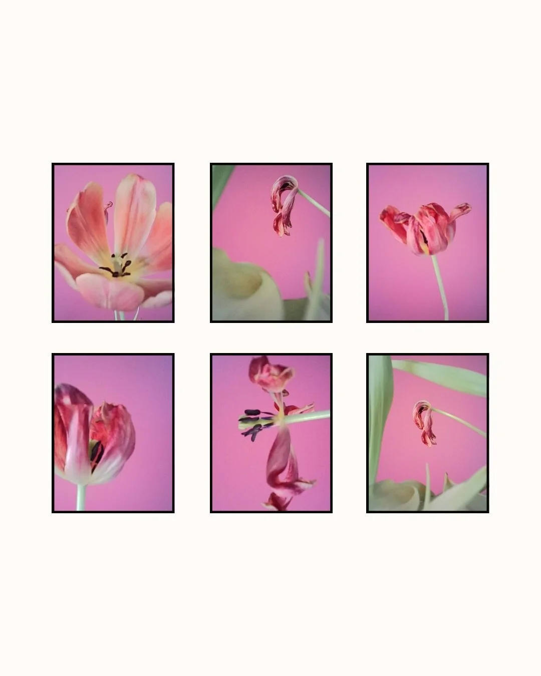 Simplicity
Imperfection
Natural light
No fuss
No photoshop
$35 two-inch keychain camera

Today I&rsquo;m creating for myself, to fulfill joy for myself, and no one else. 

These flowers were given to me by a friend. I have enjoyed watching them grow,