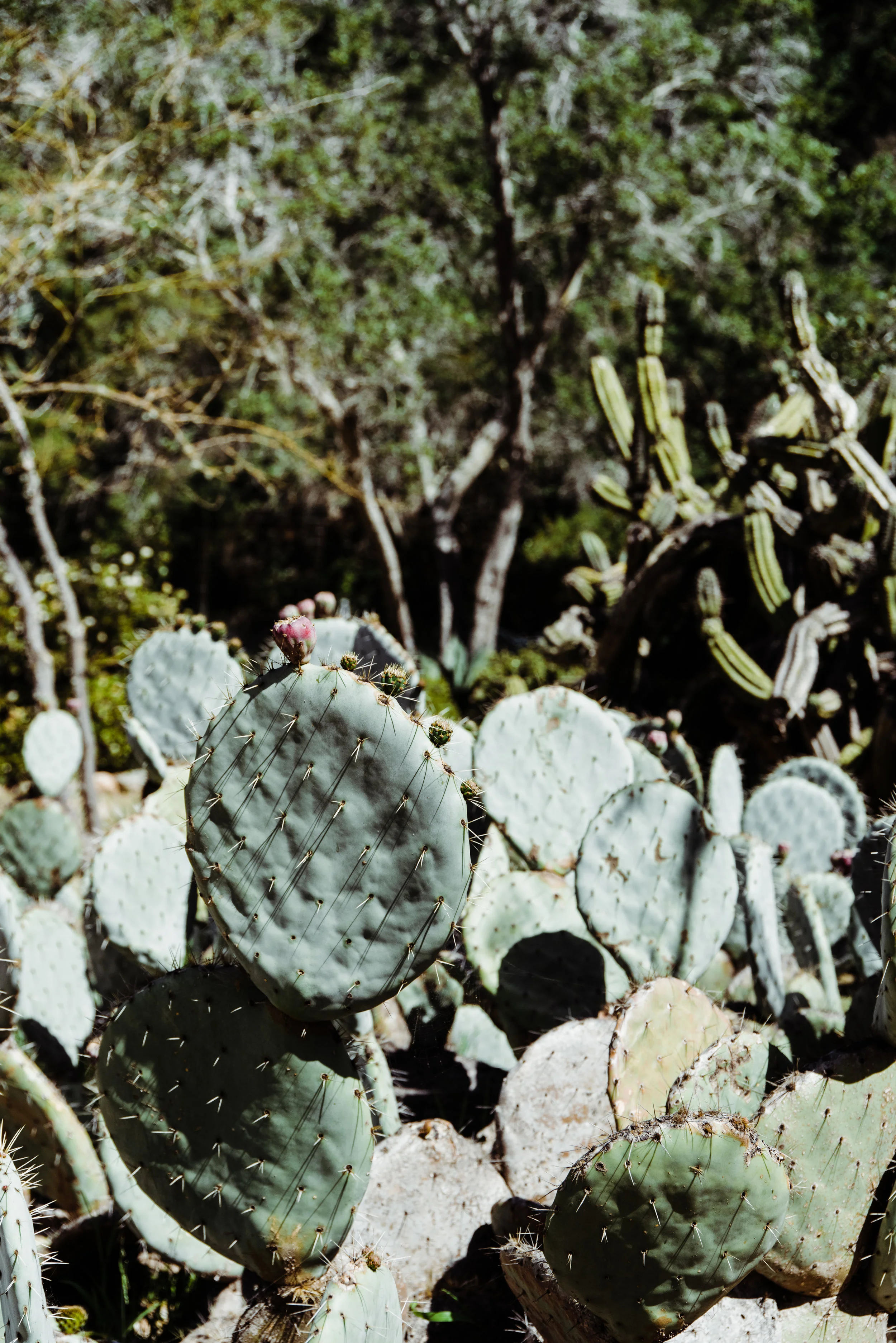 Catalina_063_20170330.jpg