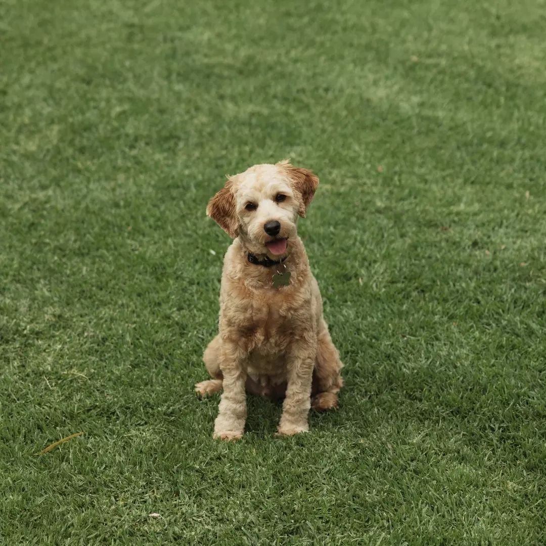 Happy National Pet Day to our CFO Lenny!&nbsp;🐶

The kids are looking forward to spending some quality time with this guy over the school holidays.

*Chief Furry Officer&nbsp;❤️

#nationalpetday #lambrookwines #familybusiness #adelaidehillswine