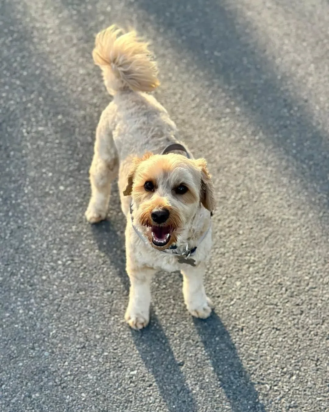 Our CFO is excited that it&rsquo;s almost school holidays, which means there will be a few extra hands around!&nbsp;🐶🌱 

*CFO &ndash; Chief Furry Officer&nbsp;😉 

#lambrookwines #schoolholidaysadelaide #winedogs #adelaidehillswine #adelaidehills