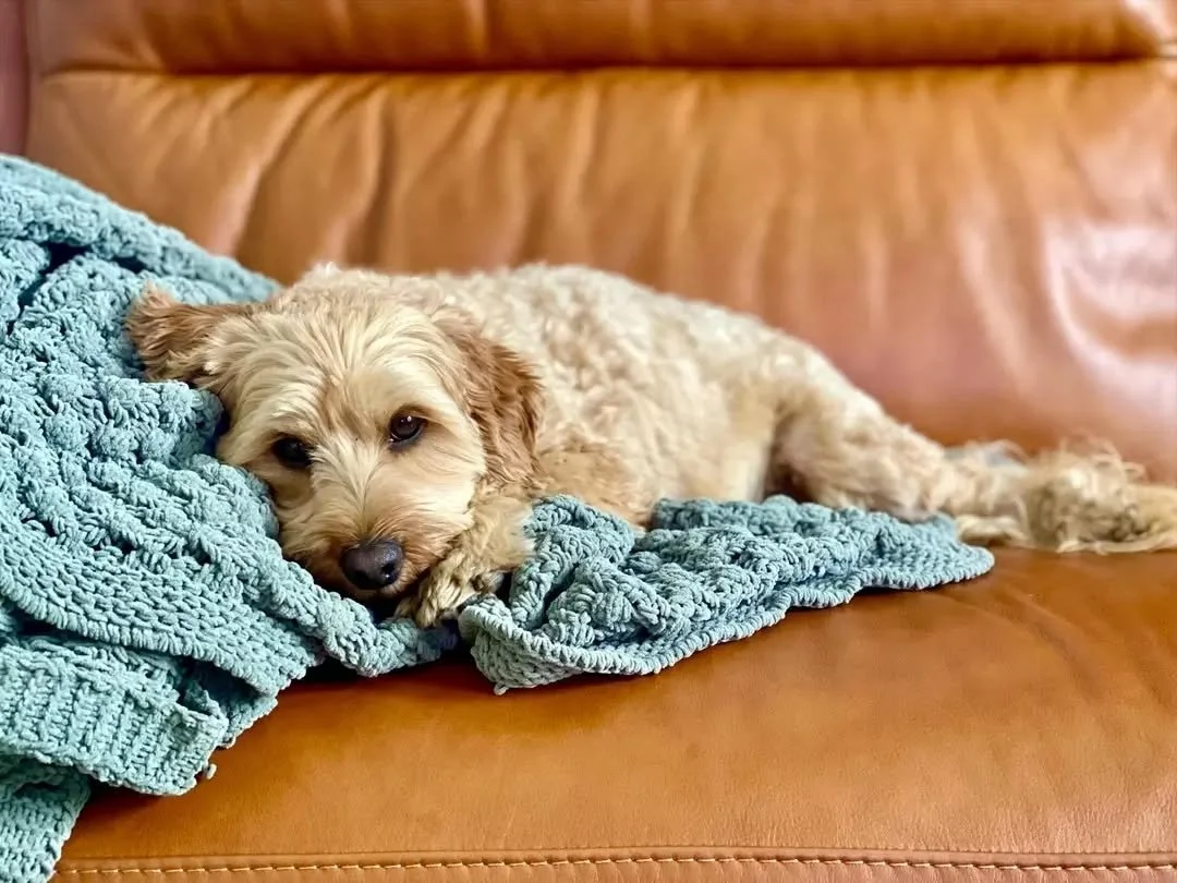 Trust Lenny to find the cosiest spot in the house! ❄️🐶

#winedogs #winterweather #lambrookwines #adelaidehillswine