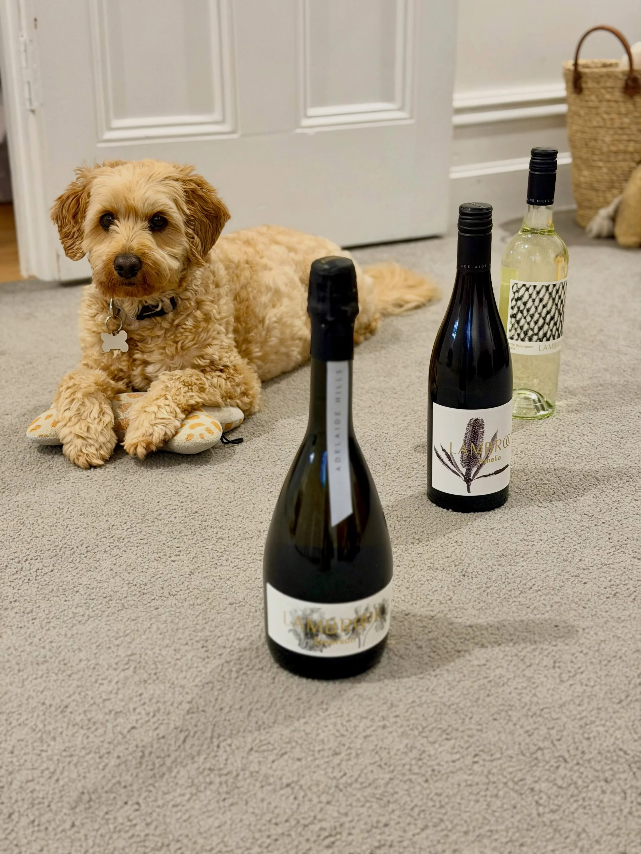 This sommelier has four paws and zero qualifications 🐾 🍷But 10/10 recommends 👌

#chieffurryofficer #adelaidehillswine #familybusiness