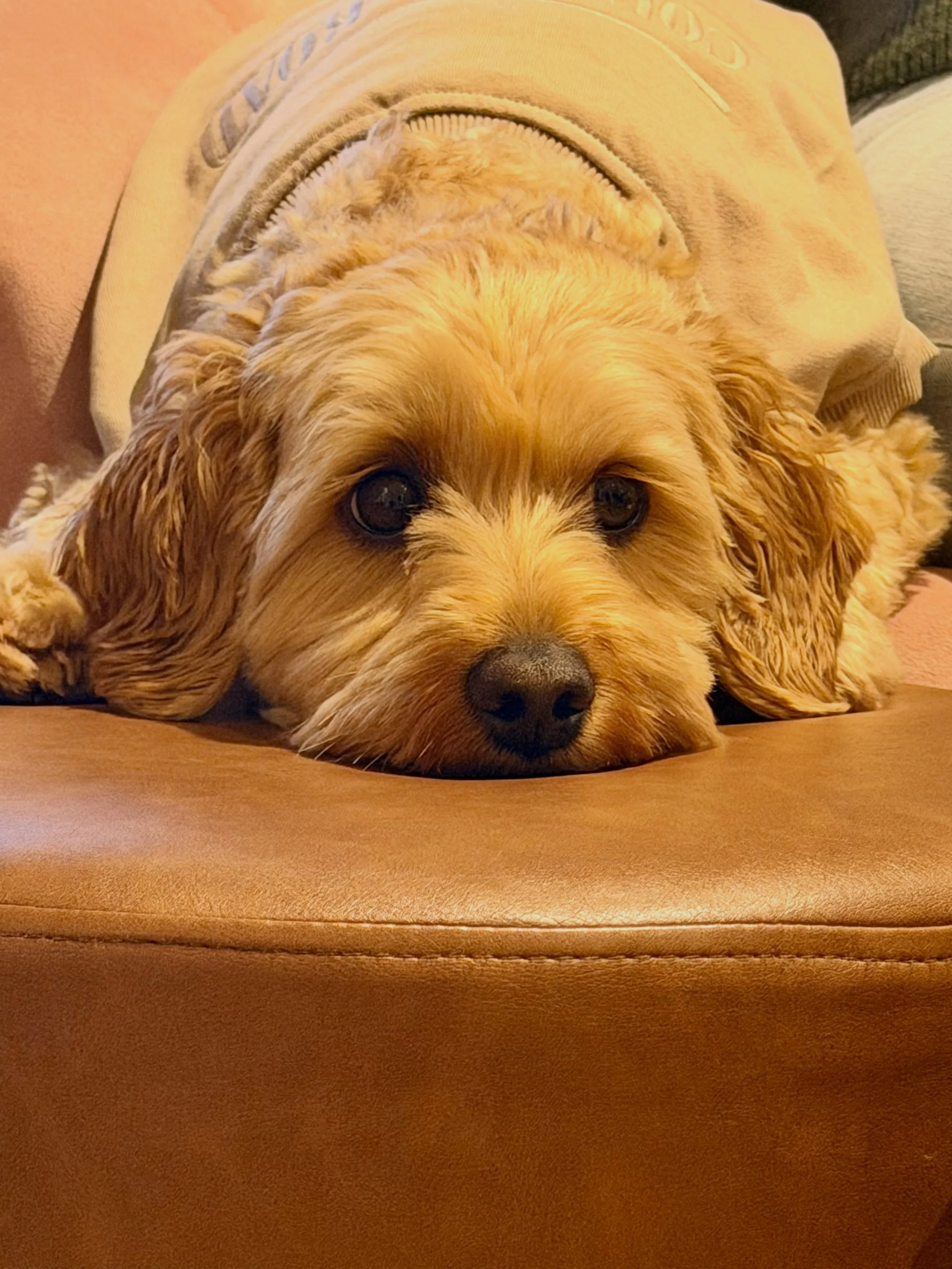 Do not disturb: I&rsquo;m busy being adorable. 🐾🤎

#chieffurryofficer #adelaidehillswine #familybuisness