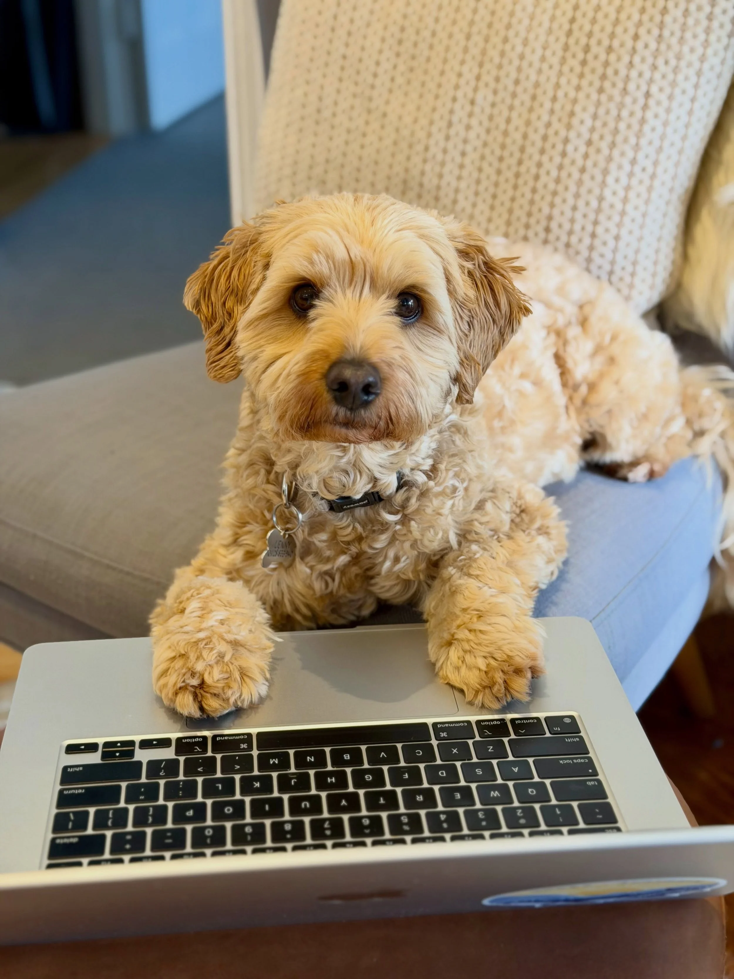 🐾 Our CFO Lenny is getting ready for the weekend&hellip; one paw at a time. 💻🐶✨

Friday morning priorities: supervise, look cute &amp; prepare for the weekend. 🍷☀️